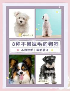 京巴嘴毛是特征，选狗理性看待掉毛（什么狗不爱掉毛）