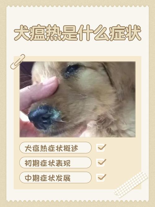 狗狗体味重怎么办？（狗狗身上体味很浓的原因）