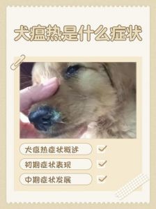 狗狗体味重怎么办？（狗狗身上体味很浓的原因）