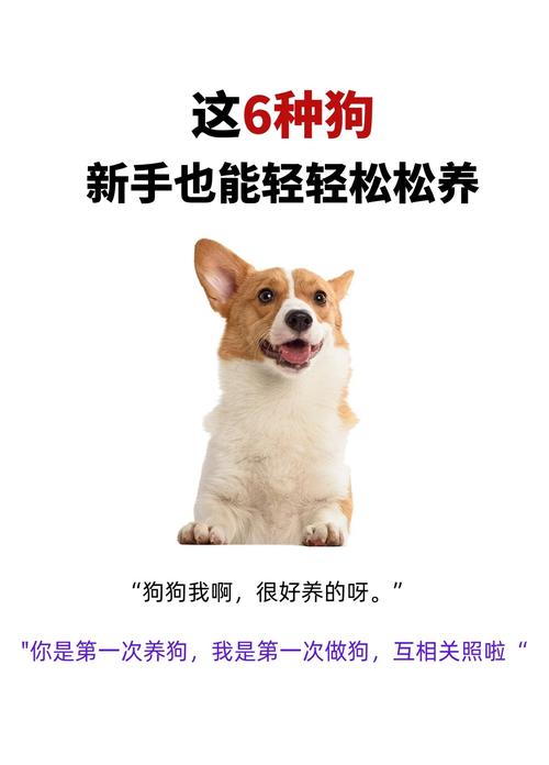 忠诚智慧伴侣指南（什么狗又好养又忠诚）