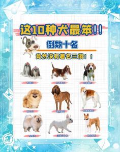 盘点受欢迎犬种优缺点！（狗狗排行榜）