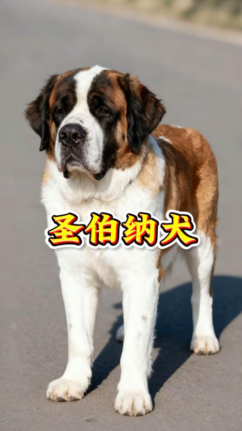 从温顺到勇猛的犬种集合（大型犬狗品种大全）