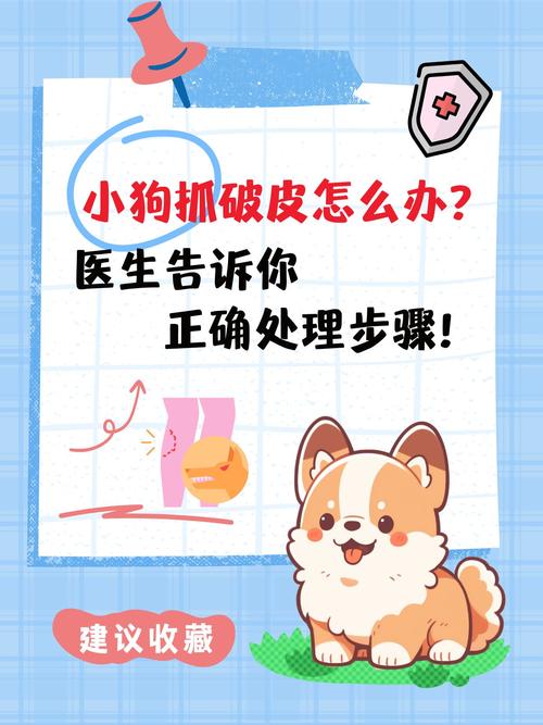 被狗抓伤？肥皂水洗，深伤口快看医生！（被家养的狗狗抓了怎么办）