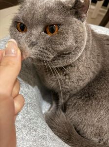 蓝猫掉毛多？梳洗饮食助管理（蓝猫掉毛严重吗）