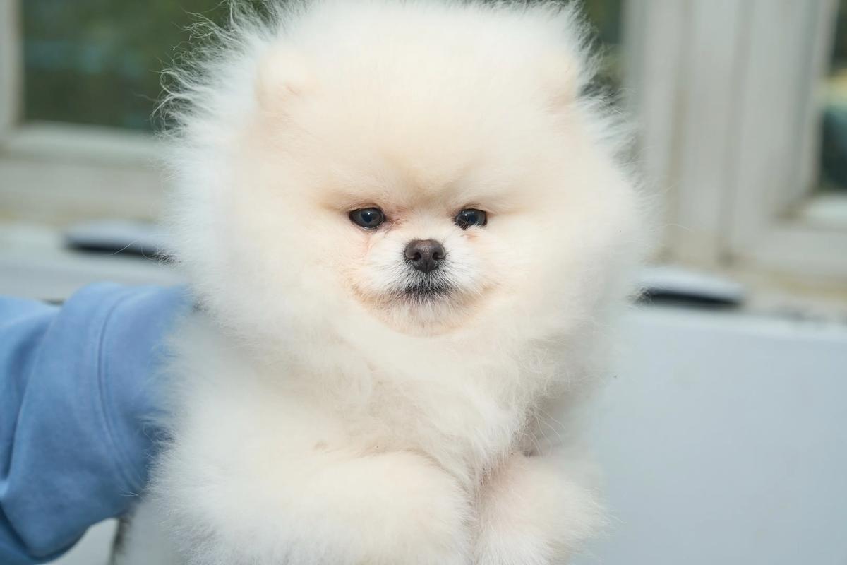 受欢迎的白色小型犬（白毛狗品种小型犬）