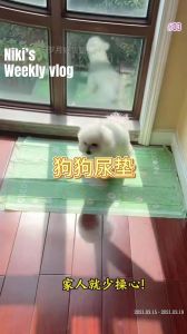 教狗狗卫生间定点大小便，奖励诱导法有效（怎么让狗狗在卫生间大小便）