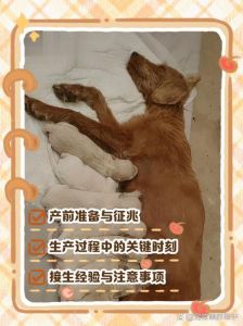 梦见狗狗生仔，好运连连！（梦见自己家养了狗狗又生了小狗）