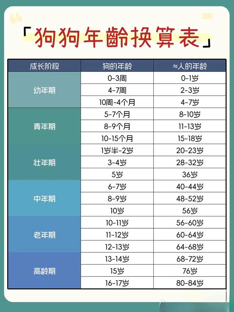 狗狗年龄对照表，科学养宠看这里！（狗年龄对照表大全）