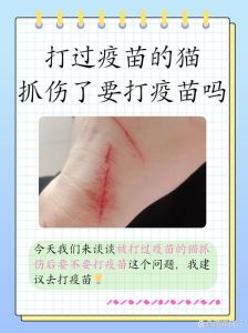 猫抓伤要不要打疫苗？看猫咪情况！（自家养的小猫抓伤了用打疫苗吗）