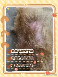土狗掉毛多？饮食营养驱虫都试试！（土狗掉毛厉害怎么回事）