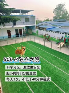 领养代替购买，给流浪动物一个温暖的家（宠物收养中心）