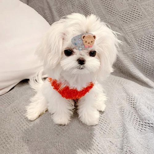 小型犬掉毛少体味轻,适合爱时尚的家庭(那种狗不掉毛异味小) 小型犬掉毛少体味轻,适合爱时尚的家庭(那种狗不掉毛异味小)