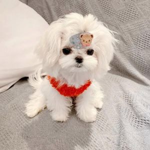 小型犬掉毛少体味轻，适合爱时尚的家庭（那种狗不掉毛异味小）