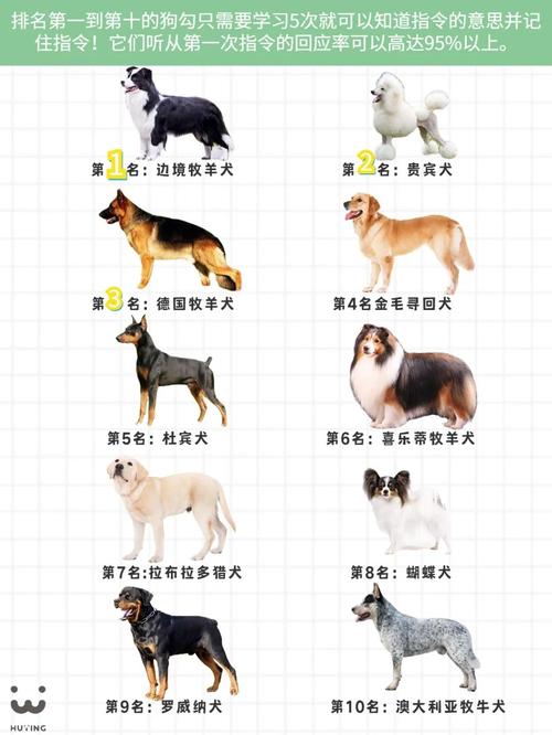 体味轻的狗狗品种及家庭养护技巧（没有体味的狗狗排名）