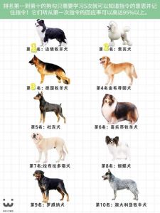 体味轻的狗狗品种及家庭养护技巧（没有体味的狗狗排名）