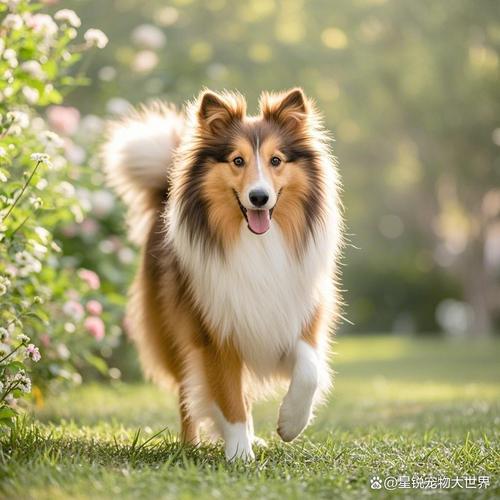 边牧领衔,聪明犬种大盘点(哪种品的狗狗智商最高) 边牧领衔,聪明犬种大盘点(哪种品的狗狗智商最高)