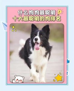 边牧贵宾德牧居前，养犬满足精神需求（宠物狗智商排名前十名）