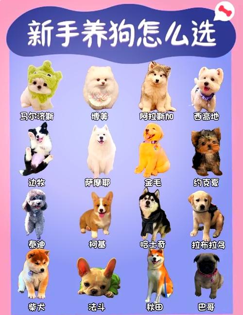 优雅低掉毛犬种推荐(中型犬不掉毛无体味的狗排名) 优雅低掉毛犬种推荐(中型犬不掉毛无体味的狗排名)