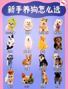 雪纳瑞泰迪比熊边境牧羊犬柴犬（狗界中不臭的几种狗）