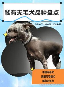 10种友善狗狗（不掉毛的狗）