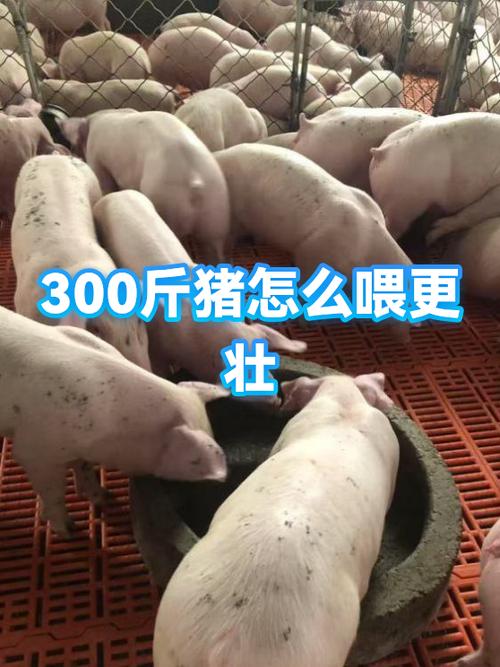 南宁300斤猪当宠物，温顺会指令，引发生命价值讨论（女子家养300斤的猪比狗好养）