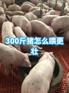 南宁300斤猪当宠物，温顺会指令，引发生命价值讨论（女子家养300斤的猪比狗好养）