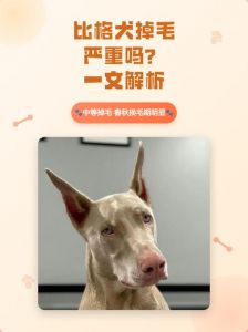 狗狗换毛季掉毛多？试试这五招！（狗掉毛厉害怎么办）