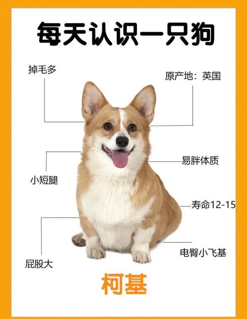 短毛少体味，勤梳少掉毛（哪些品种的狗狗体味小短毛方便饲养）