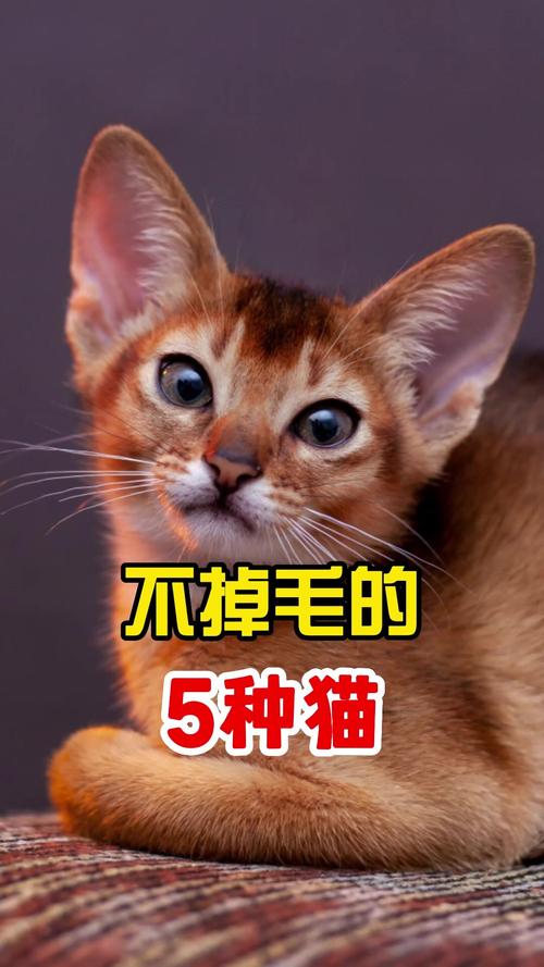 斯芬克斯孟买等受欢迎(猫不掉毛排行榜) 斯芬克斯孟买等受欢迎(猫不掉毛排行榜)