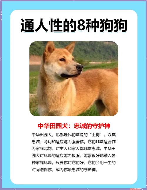 忠诚友好的狗狗，理想家庭宠物（最通人性的5种狗）