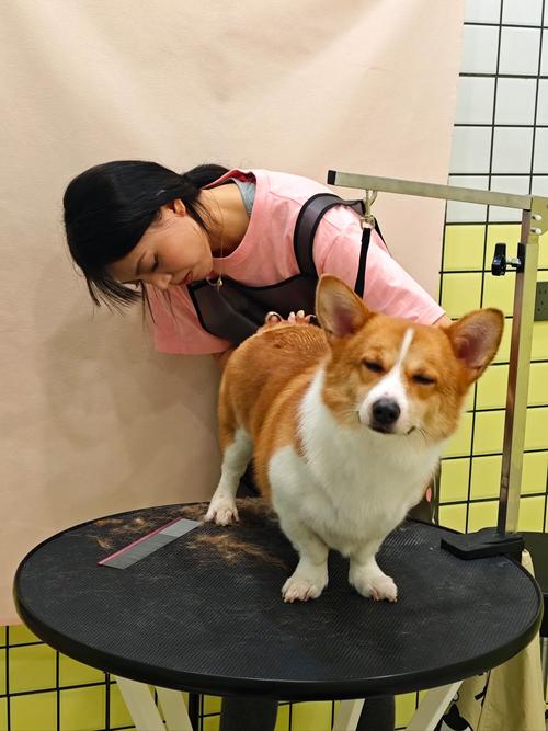仓鼠龙猫豹纹守宫清洁省心(室内养什么宠物最干净) 仓鼠龙猫豹纹守宫清洁省心(室内养什么宠物最干净)