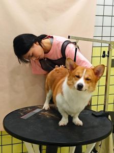 仓鼠龙猫豹纹守宫清洁省心（室内养什么宠物最干净）