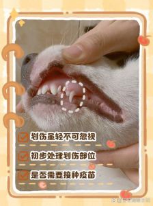 狗咬伤皮肤怎么办？速处理并就医！（让狗狗的牙划破皮了怎么办）