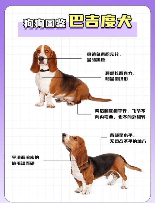 柴犬萨摩耶比熊约克夏雪纳瑞（体味最轻的狗排行榜）