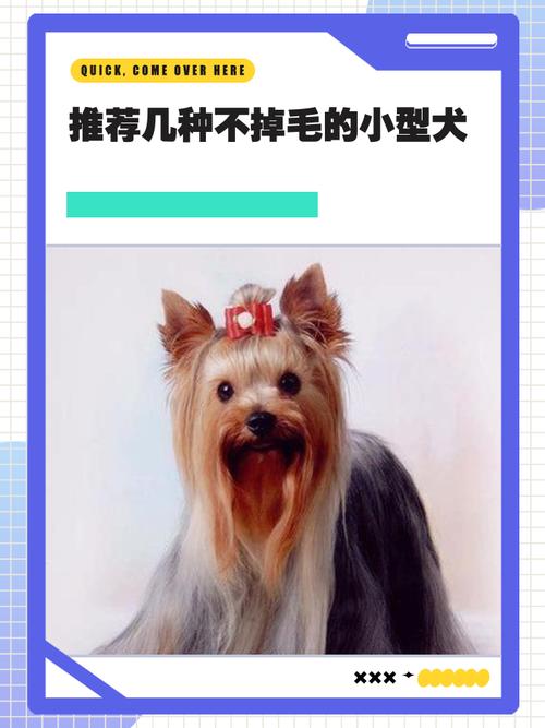 适合上班族的6种小型犬，几乎不掉毛，寿命长！（小型犬不掉毛无体味的狗排名）
