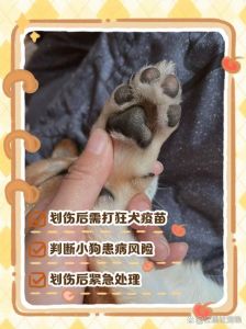 狗爪抓破皮？快洗消毒打疫苗！（被自家狗狗爪子抓破了点表皮）