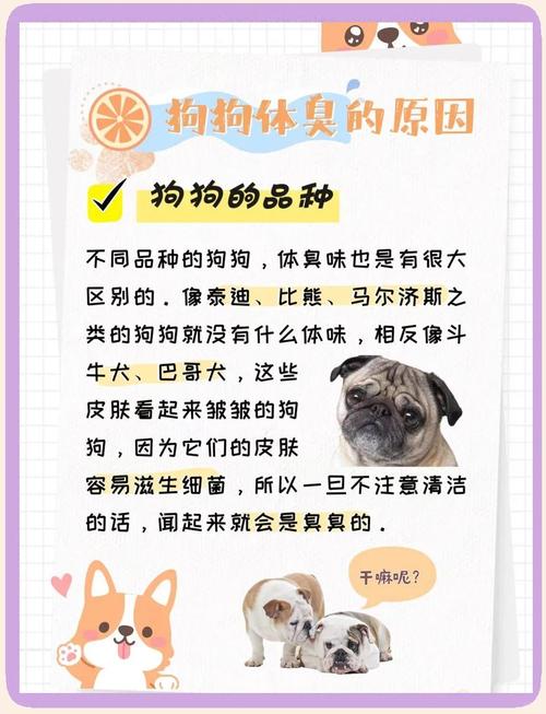 小狗体臭怎么办？综合方法轻松解决（小狗体臭如何处理）
