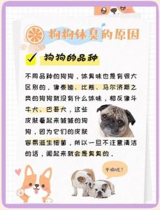 选体味轻犬种，减少狗味，保持家庭清新（什么狗味道不重，适合养在家里）