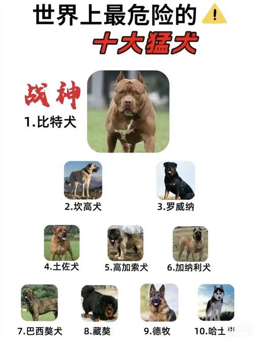 10种不适合新手犬种（不建议养的10种狗）