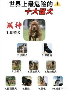 10种不适合新手犬种（不建议养的10种狗）