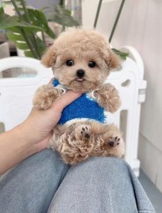 选体味轻狗狗，住家更舒适！（宠物狗无体味的有哪些）