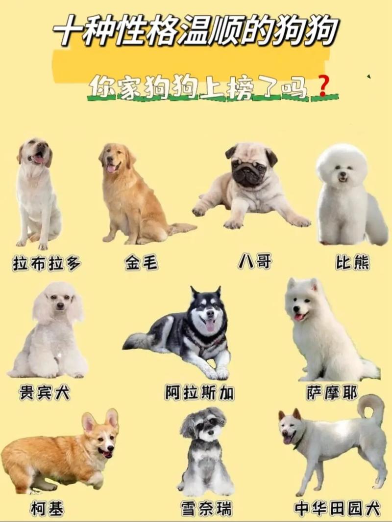 10种适合家庭的犬种(十大最适合家养的狗狗) 10种适合家庭的犬种(十大最适合家养的狗狗)