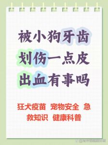 被狗划伤伤口怎么处理？注意观察防感染（被小狗划伤一点点有事吗）