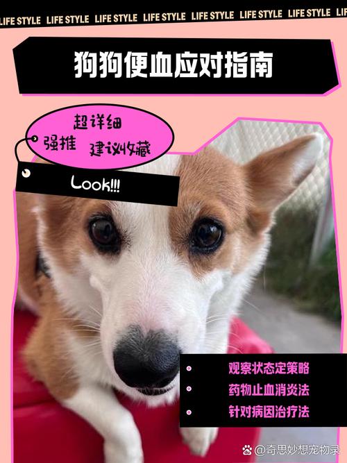 狗狗便血别乱用药，科学急救助恢复（狗狗肠胃炎拉血怎么办）