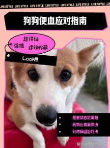 狗狗便血别乱用药，科学急救助恢复（狗狗肠胃炎拉血怎么办）