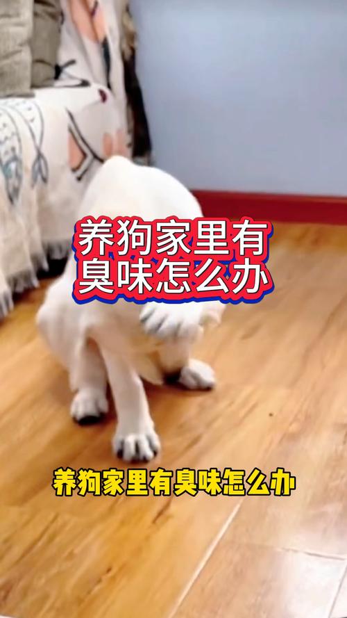 狗狗体味重？查皮肤耳朵牙齿，饮食也重要（狗有臭味怎么处理）