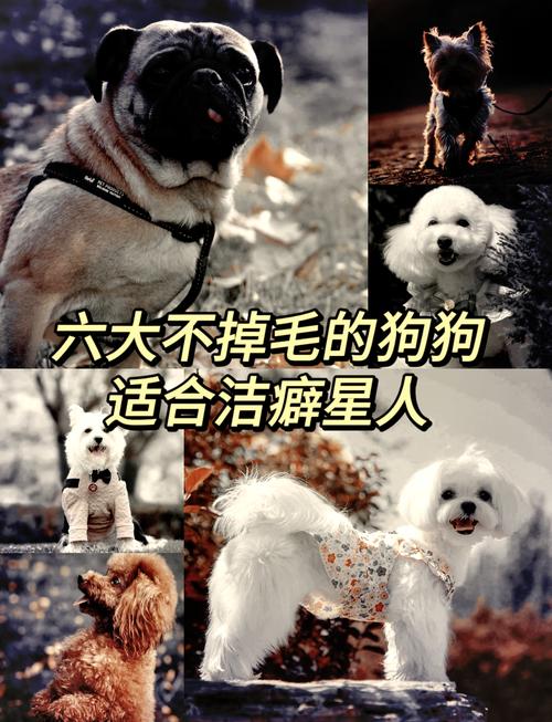 幼犬长不大?盘点6种萌宠犬!(养不大的小狗有什么品种) 幼犬长不大?盘点6种萌宠犬!(养不大的小狗有什么品种)