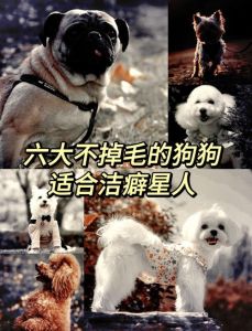 幼犬长不大？盘点6种萌宠犬！（养不大的小狗有什么品种）