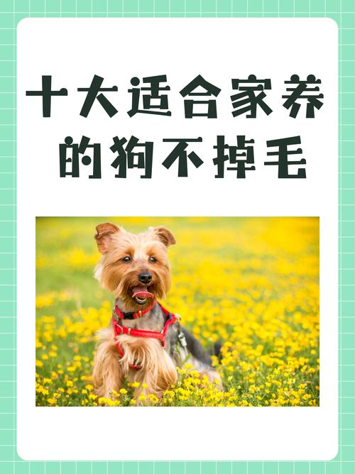 选狗狗看性格掉毛？金毛拉布拉多雪纳瑞比熊对比（什么小狗不掉毛又高智商又好养）