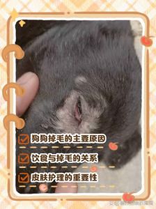 土狗掉毛多？查原因，调饮食，看兽医！（土狗掉毛严重怎么处理）